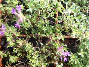 s.NARROW LEAVED CREEPING RED - Click Image to Close